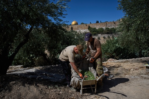 Italian volunteers collect olives they just harvested at the Franciscan hermitage on the Mount of Olives in Jerusalem, Friday, Oct. 3, 2025. (AP Photo/Oded Balilty) Italian volunteers collect olives they just harvested at the Franciscan hermitage on the Mount of Olives in Jerusalem, Friday, Oct. 3, 2025. (AP Photo/Oded Balilty)