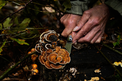 A mushroom hunter picks mushrooms in a forest in Potsdam, Germany, Wednesday, Oct. 8, 2025. (AP Photo/Ebrahim Noroozi) A mushroom hunter picks mushrooms in a forest in Potsdam, Germany, Wednesday, Oct. 8, 2025. (AP Photo/Ebrahim Noroozi)