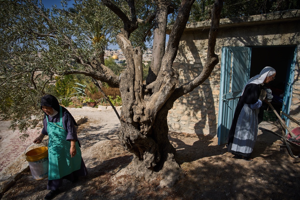 Sister Marie Benedicte, right, and Sister Colomba, two Catholic nuns, prepare for olive harvest in their monastery's garden on the Mount of Olives, in Jerusalem, Friday, Oct. 17, 2025. (AP Photo/Oded Balilty)