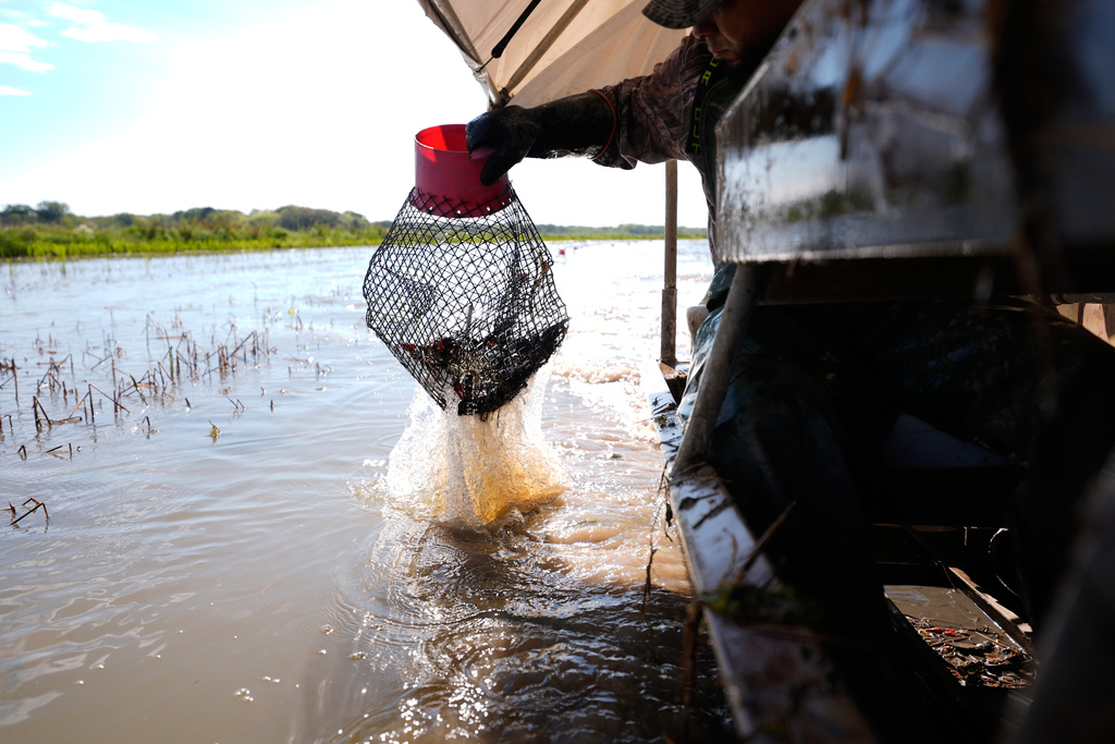 Juan Antonio harvests crawfish traps in a crawfish pond in Crowley, La., Thursday, March 19, 2026. (AP Photo/Gerald Herbert)