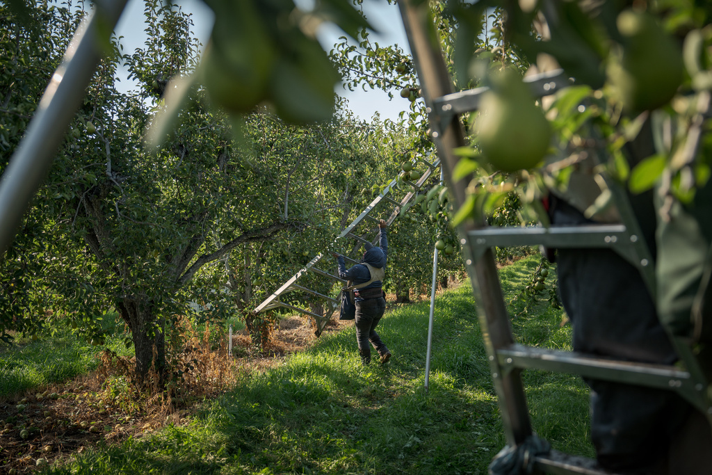 A farmworker harvests pears at an orchard in Naches, Wash., Thursday, Aug. 28, 2025. (AP Photo/Annika Hammerschlag)
