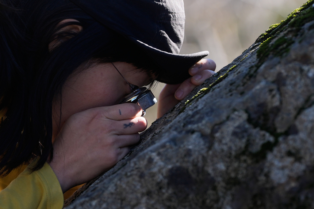 Gina Min, a member of the California Lichen Society, looks closely at lichen on a large rock during a CALS field trip at the University of California, Davis' McLaughlin Reserve in Lower Lake, Calif., Saturday, Jan. 24, 2026. (AP Photo/Jeff Chiu)