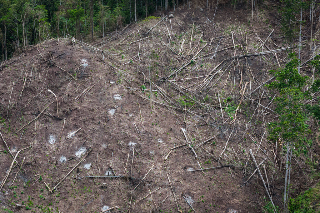 FILE - Deforestation is visible near several wood pellet production companies in Pohuwato, Gorontalo province, Indonesia, Oct. 22, 2024. (AP Photo/Yegar Sahaduta Mangiri, File)