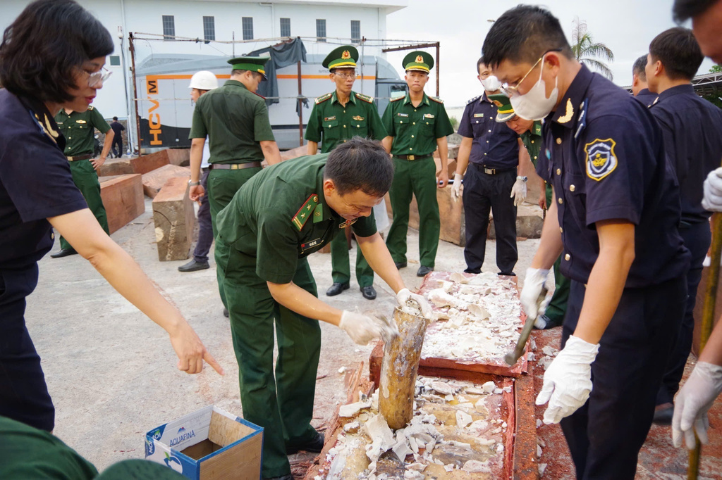 A policeman holds up a tusk, part of the 1.2-tons of trafficked ivory found concealed in a log of timber, in Quy Nhon Port in Gia Lai province, Vietnam, Aug. 12, 2026. (Nguyen Sy Thang/VNA via AP)