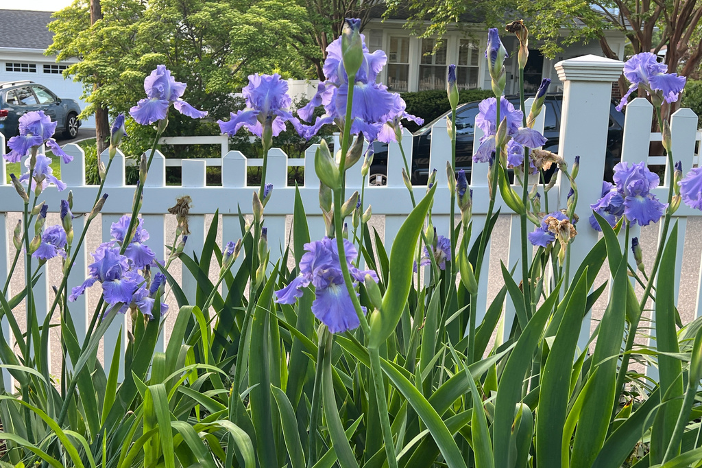 Bearded irises appear in bloom in a front yard on Long Island, N.Y., on May 19, 2024. (Jessica Damiano via AP)