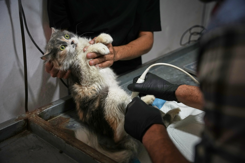 A veterinarian uses an ultrasound machine to examine a cat at a veterinary clinic in Gaza City, Saturday, June 6, 2026. (AP Photo/Abdel Kareem Hana)