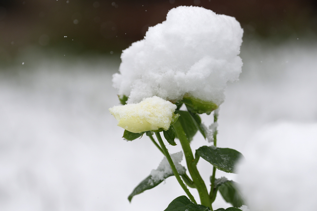 A crown of snow tops roses in the yard of a home along Emerson Street as a spring storm packing cold temperatures and snow sweeps over the intermountain West, Wednesday, May 6, 2026, in Denver. (AP Photo/David Zalubowski)