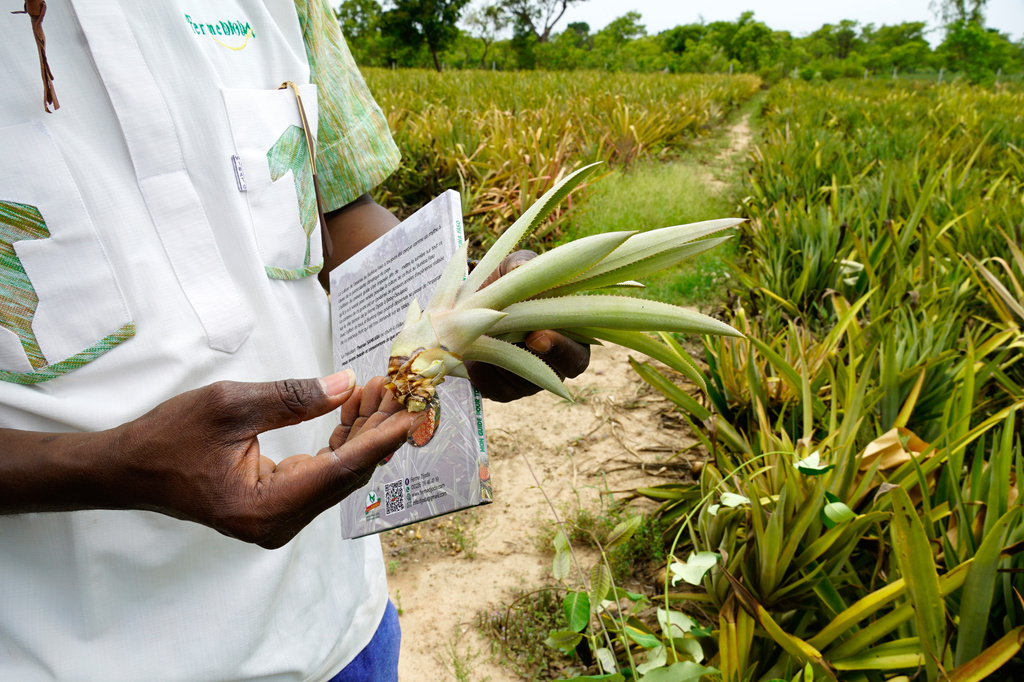 Farmer Oumarou Compaoré holds a pineapple seedling that will be used in the next planting season at Djoda Farm in Matourkou, near Bobo-Dioulasso, Burkina Faso, Thursday, May 7, 2026. (AP Photo/Elia Borras)