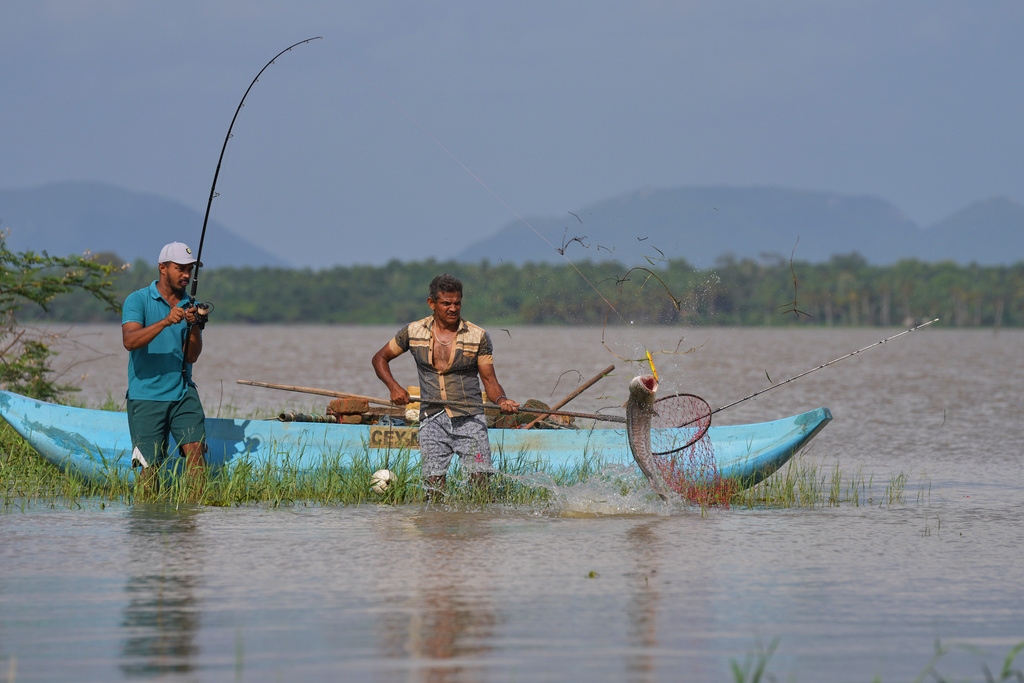 Ilshan Madhuthisara, left, and Ranjith Kumara catch a giant snakehead fish at the Deduru Oya resovoire, in Walpaluwa village, Sri Lanka, Wednesday, Oct, 29, 2025. (AP Photo/Eranga Jayawardena)