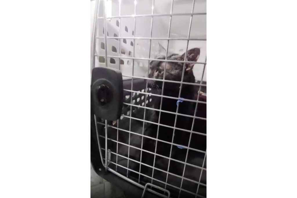 This image taken from video provided by John DeBacker shows a cat named Lola after she was rescued on Long Island, N.Y., Friday, Sept. 18, 2026. (John DeBacker via AP)
