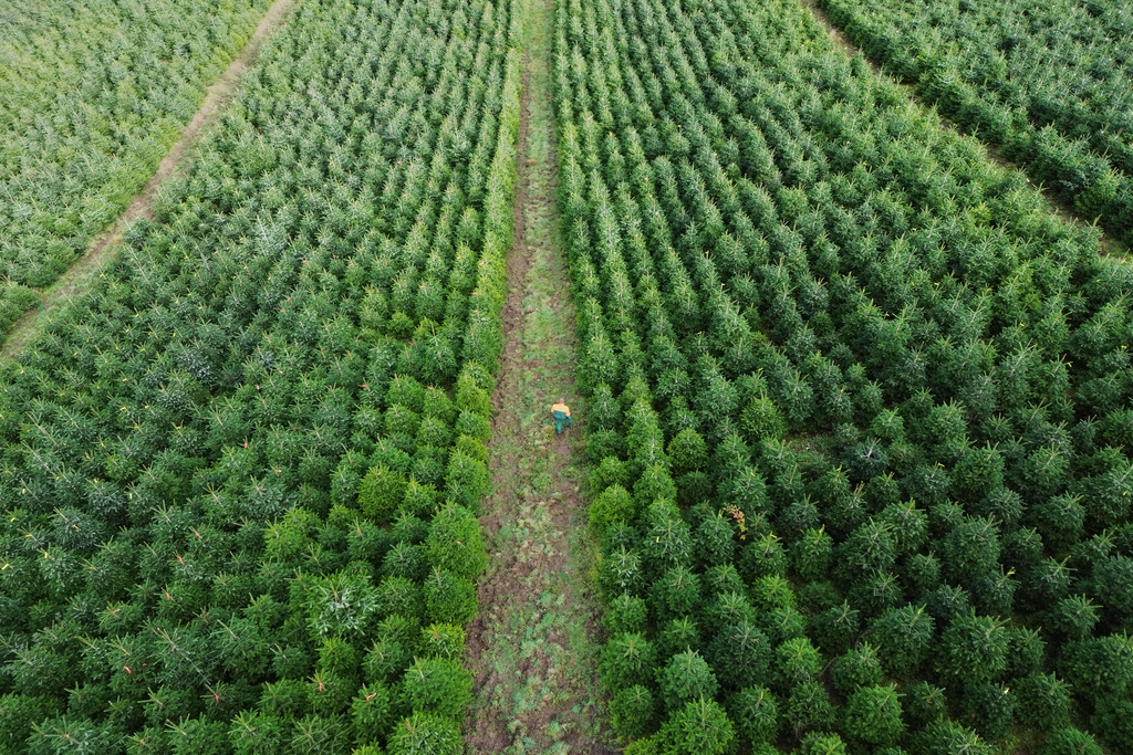 A man walks through a fir plantation on a Christmas tree farm at the beginning of the harvest season for Christmas in Sundern, in the Sauerland region, Germany, Monday, Nov. 3, 2025. (AP Photo/Martin Meissner)