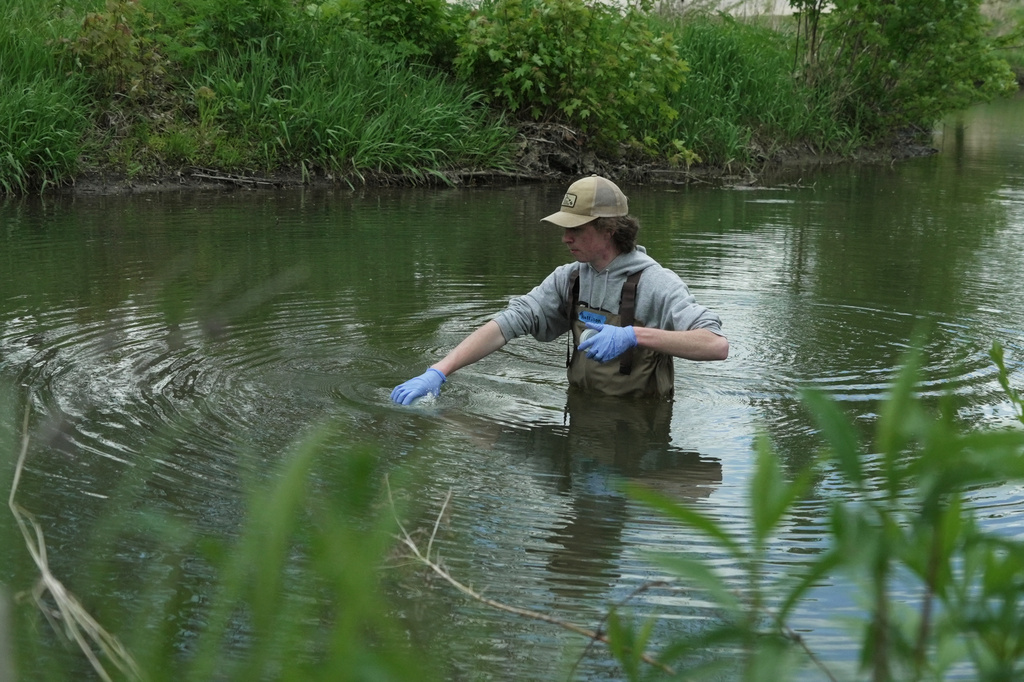 Drake University student Harrison Ziegler dips a bottle in a stream to collect a water sample Wednesday, May 6, 2026, in Des Moines, Iowa. (AP Photo/Brittany Peterson)