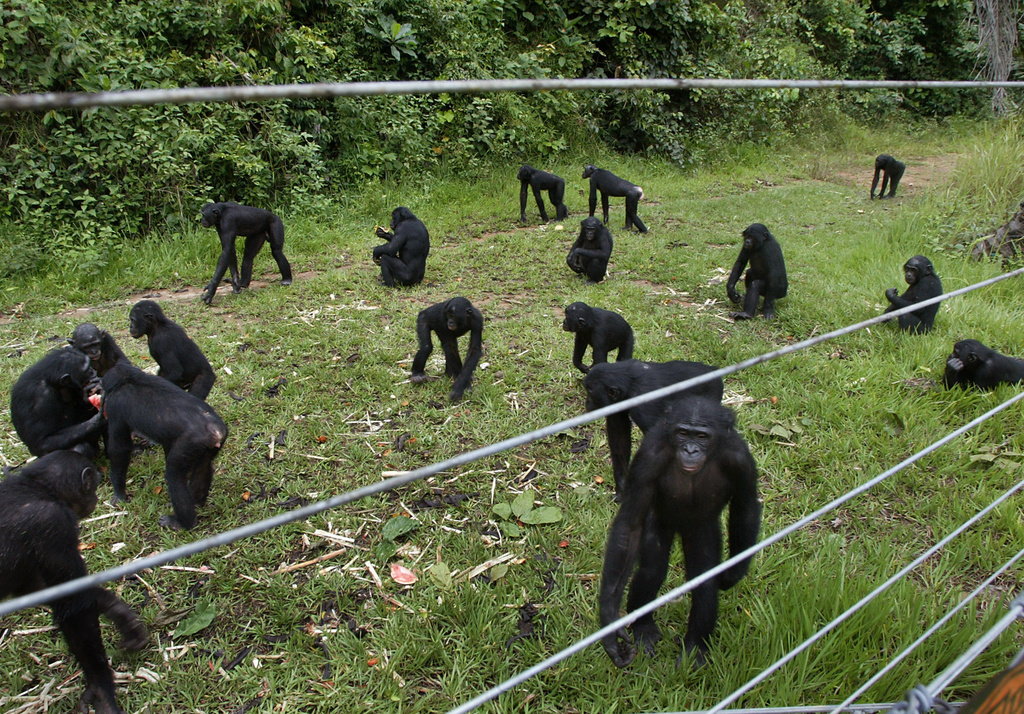 FILE - A group of Bonobo stand around behind an electric fence at the Lola Ya Bonobo Sanctuary outside of Kinshasa, Democratic Republic of Congo on April 30, 2005. (AP Photo/Schalk van Zuydam, File)