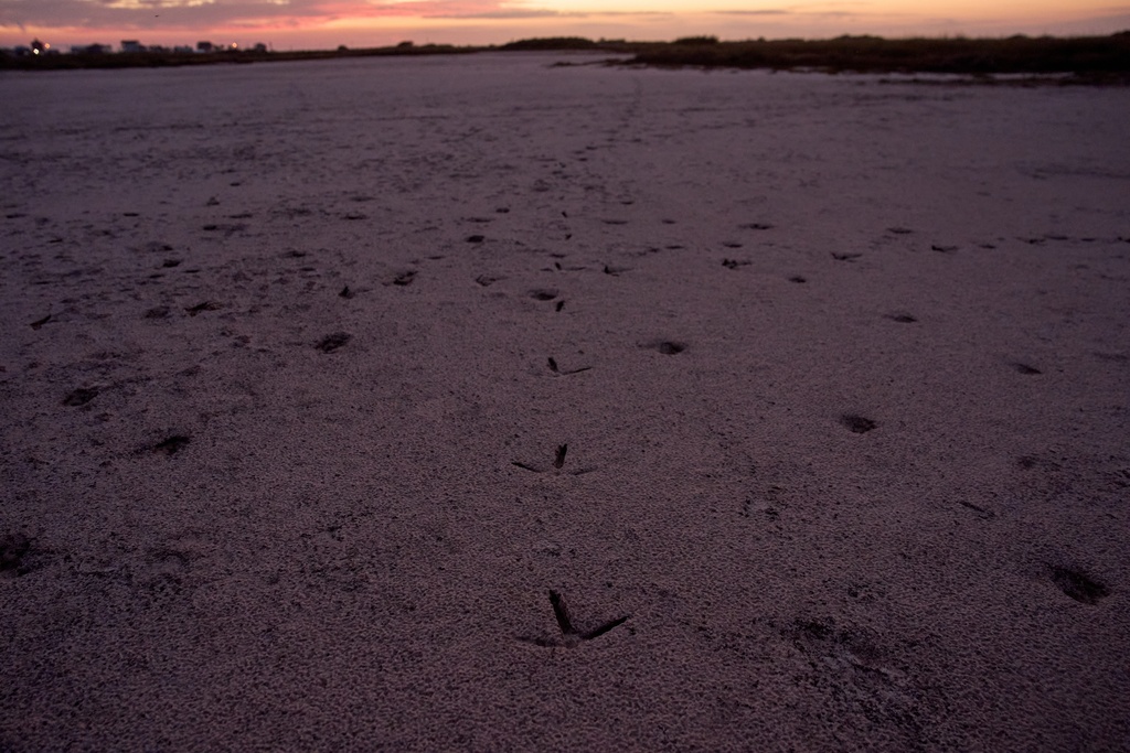 Crane tracks are visible at the Wolfberry Whooping Crane Sanctuary, Friday, Dec. 12, 2025, near Seadrift, Texas. (AP Photo/John Locher)