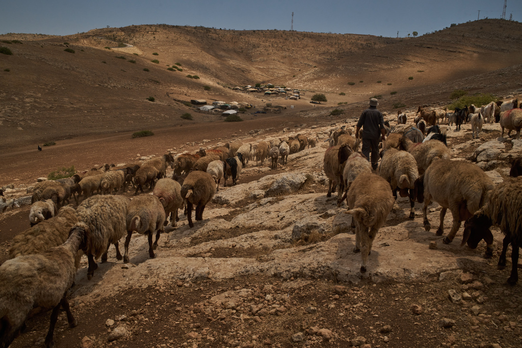 Palestinian shepherd Ayman Draghme leads his flock back to his family's community in the northern Jordan Valley in the occupied West Bank, Tuesday, June 23, 2026. (AP Photo/Leo Correa)
