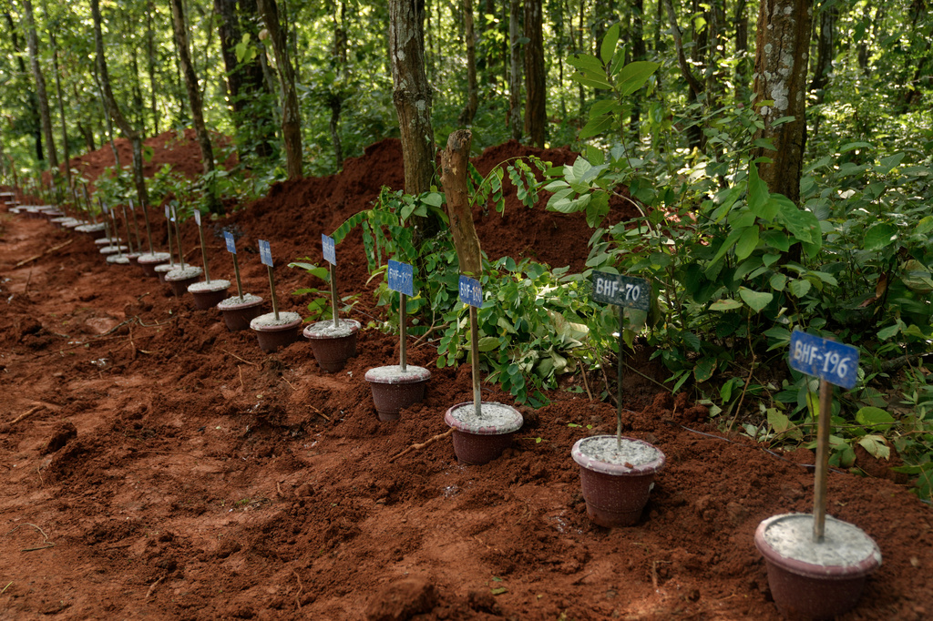 Numbered identification tags placed inside pots mark the graves of flash flood victims at a mass burial site in Chitwan, Nepal, Monday, Aug. 31, 2026. (AP Photo/Dar Yasin)