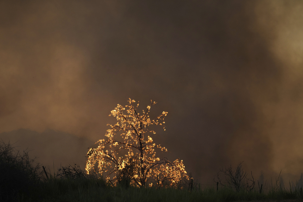 Flames burn a tree during a wildfire in Patras city, western Greece, Wednesday, Aug. 13, 2025. (AP Photo/Thanassis Stavrakis)
