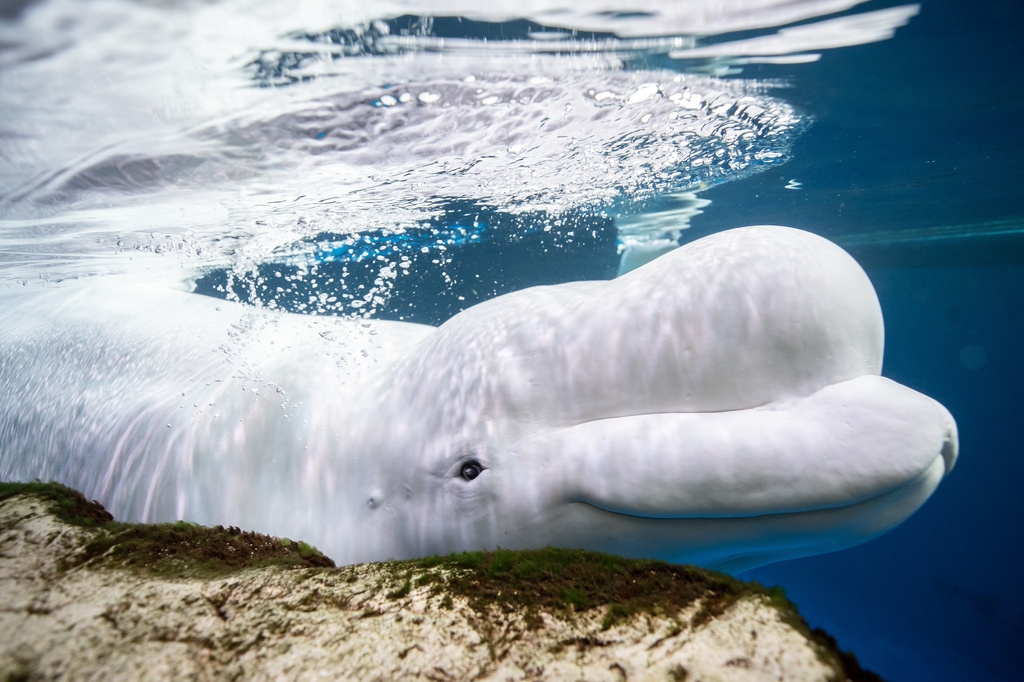 This photo provided by the Shedd Aquarium shows a beluga whale named Beethoven swimming on May 1, 2023, at the aquarium in Chicago. (Heidi Zeiger/Shedd Aquarium via AP)