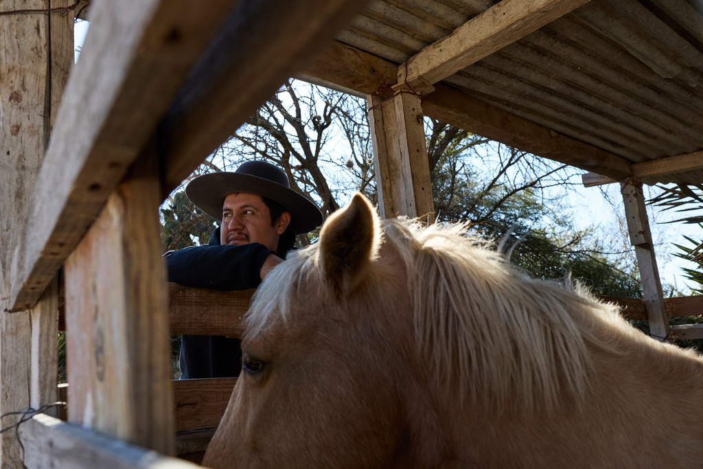 Félix Monterrosa Hernández, a mezcal producer, poses in his agave field, in Santiago Matatlan, Oaxaca, Mexico, Thursday, Jan. 15, 2026. (AP Photo/Claudia Rosel)