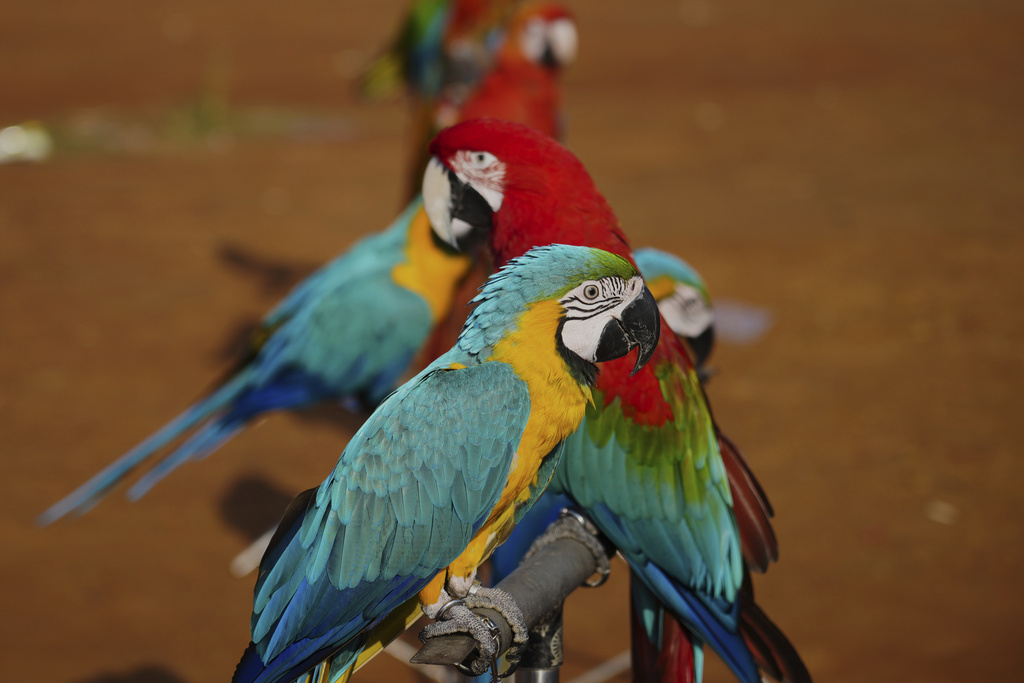 Macaws perch on stands during a training session in a field in Depok, on the outskirts of Jakarta, Indonesia, Saturday, Aug. 16, 2025. (AP Photo/Tatan Syuflana)