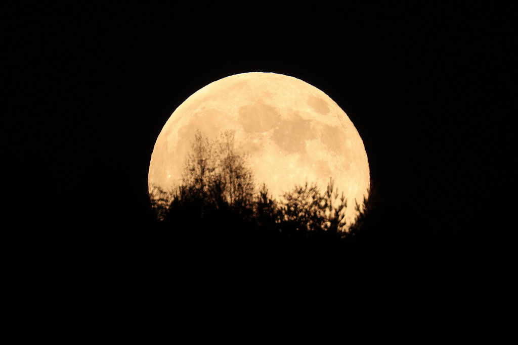 The Beaver Supermoon rises over a forest on a mountain near Sarajevo, Bosnia, Wednesday, Nov. 5, 2025. (AP Photo/Armin Durgut)