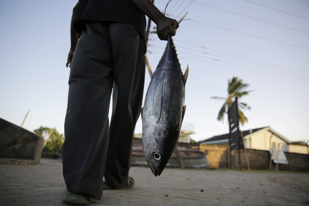 FILE - Fisherman Kassim Abdalla Zingizi holds a yellowfin tuna after a catch in Vanga, Kenya, on June 14, 2022. (AP Photo/Brian Inganga, File)