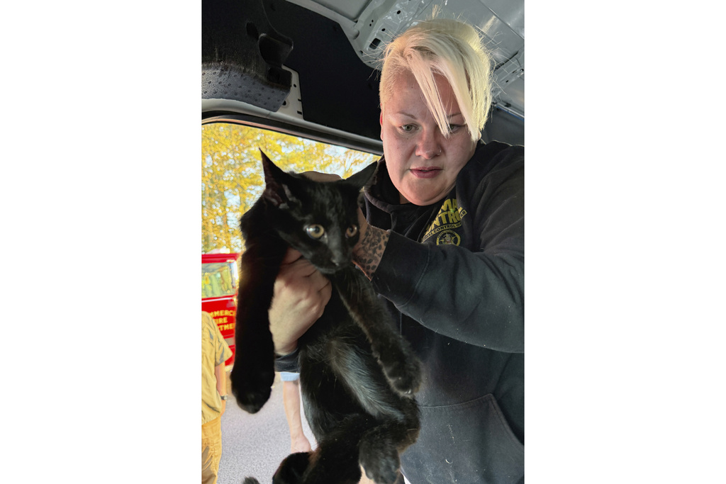 This photo provided by Tina Walden shows Holly Bennett, with Jackson County Animal Control, rescues a cat from a crash involving a semitrailer and a van that was being used by Furkids Animal Rescue and Shelters on an interstate in Jackson County, Ga., Monday, Oct. 13, 2025. (Tina Walden via AP)