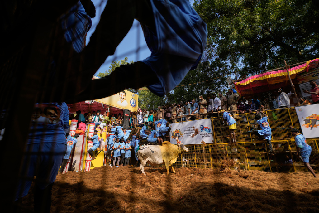 Bull tamers scramble to safety as a bull charges during the Jallikattu bull-taming event at the annual harvest festival called Pongal in Avaniyapuram village on the outskirts of Madurai, India, Thursday, Jan. 15, 2026. (AP Photo/Mahesh Kumar A.)