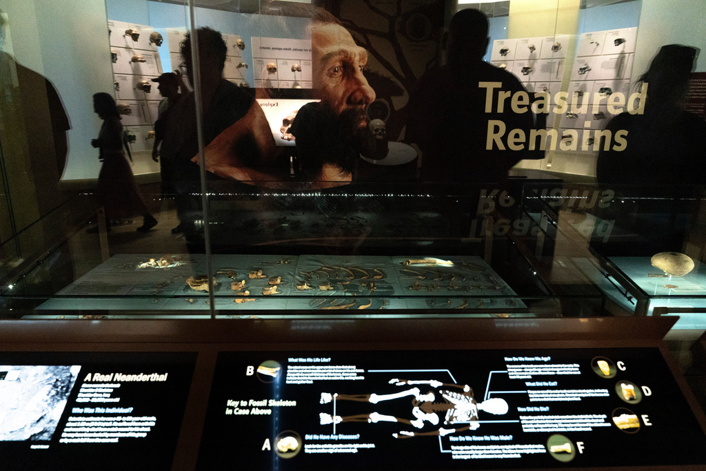 People visit the exhibits inside the Smithsonian Hall of Human Origins, including this Neanderthal skeleton display, Thursday, July 20, 2023, at the Smithsonian Museum of Natural History, in Washington. Growing research – including ancient DNA technology – is changing the picture of human evolution and how our ancestors interacted with other human-like creatures. (AP Photo/Jacquelyn Martin)