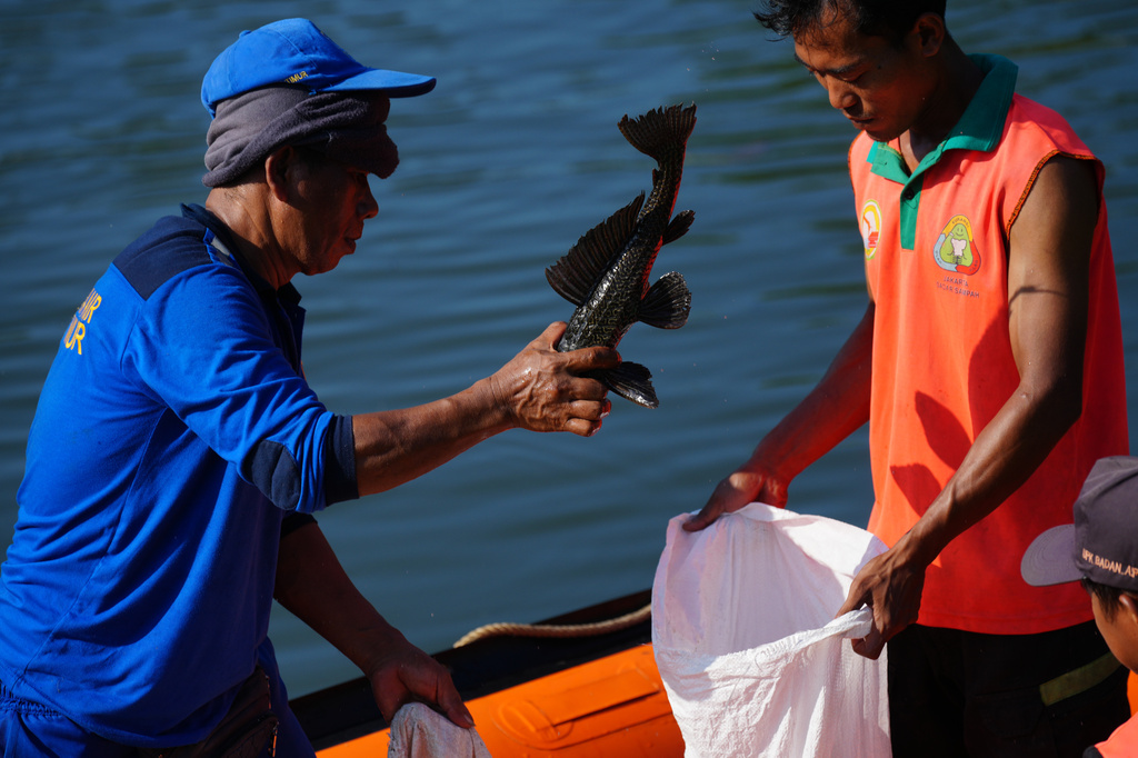 Municipal workers catch a janitor fish during a campaign to remove the invasive species from the city's rivers, canals and water reservoirs, in Jakarta, Indonesia, Friday, April 24, 2026.(AP Photo/Tatan Syuflana)