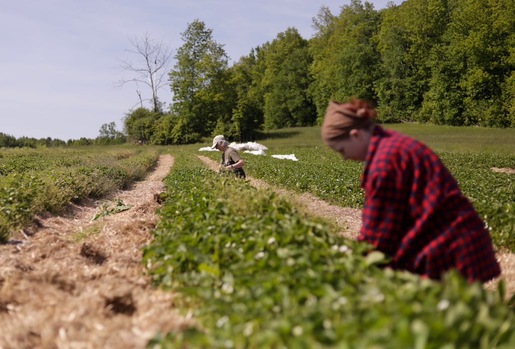 Eugenie Doyle, left, co-owner of Last Resort Farm, pulls weeds with farm hand Ava Schwarz in a strawberry field Tuesday, June 2, 2026, in Monkton, Vt. (AP Photo/Amanda Swinhart)