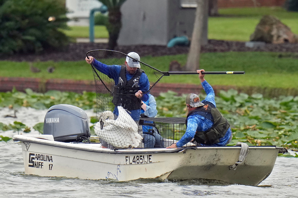 City of Lakeland Parks and Recreation workers Randall Pyle, left, and Dustin Collins catch a swan during the city of Lakeland's 45th annual swan roundup on Lake Morton Tuesday, Oct. 28, 2025, in Lakeland, Fla. The Lake Morton swan population dates back to 1957, when Queen Elizabeth II of the United Kingdom gifted a pair of swans to the city. (AP Photo/Chris O'Meara)