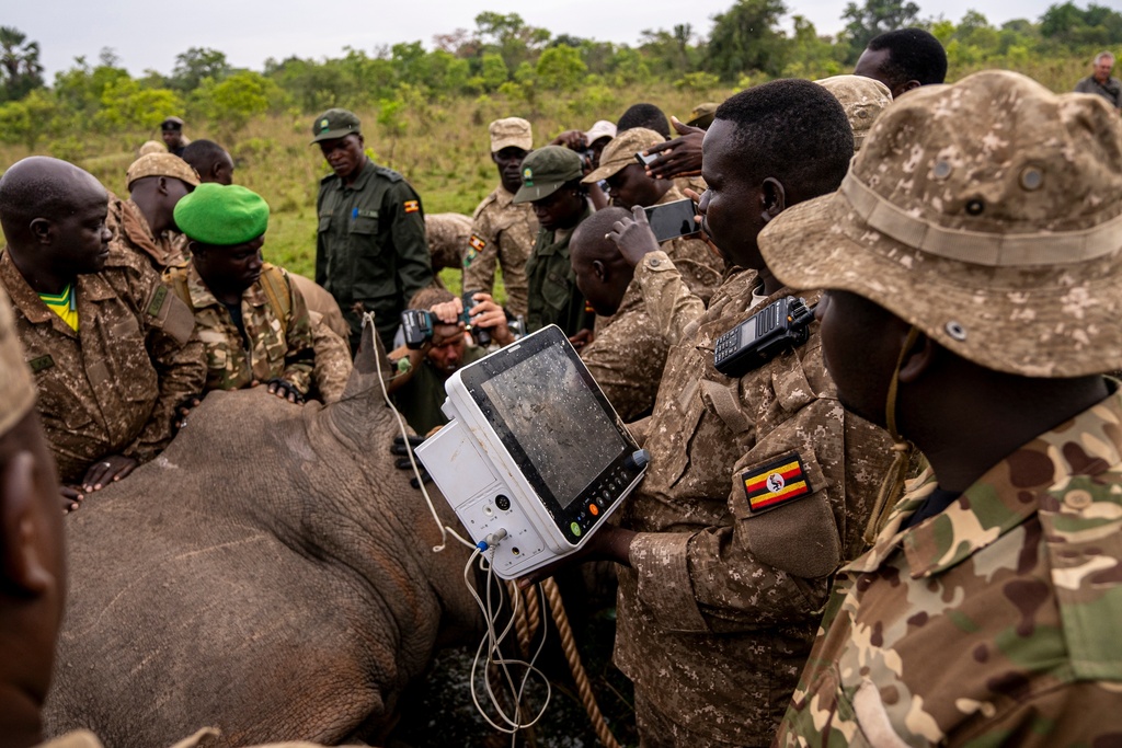 Veterinarians label a rhinoceros at the Kidepo Rhino Sanctuary before it is released to the wild in north-eastern Uganda, Thursday, March 19, 2026. (AP Photo/Moses Dipak)