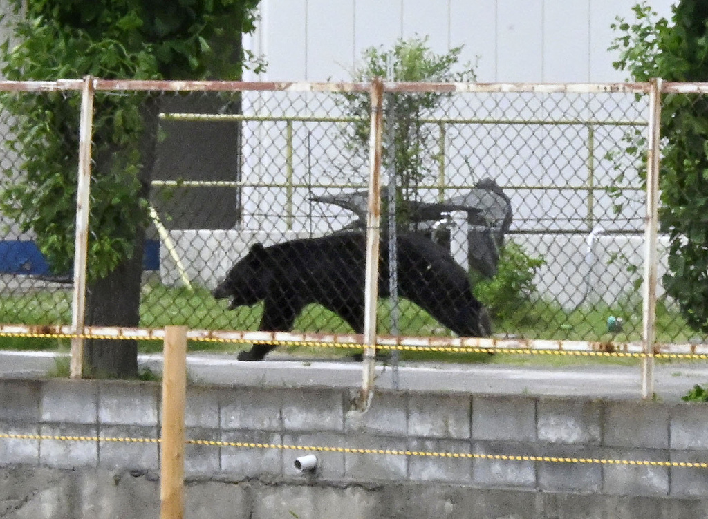A bear walks on the premises of an office in Fukushima, Japan, Tuesday, June 2, 2026. (Kyodo News via AP)
