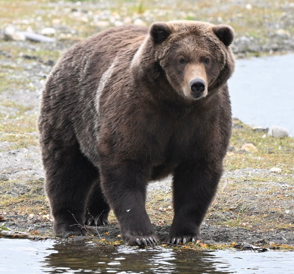 This Sept. 9, 2026 photo provided by the National Park Service shows Bear 910 standing along the Brooks River in Katmai National Park and Preserve in Alaska. (C. Loberg/National Park Service via AP)