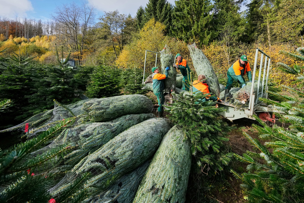 Fir trees are collected right after the felling on a Christmas tree farm at the beginning of the harvest season for Christmas in Sundern, in the Sauerland region, Germany, Monday, Nov. 3, 2025. (AP Photo/Martin Meissner)