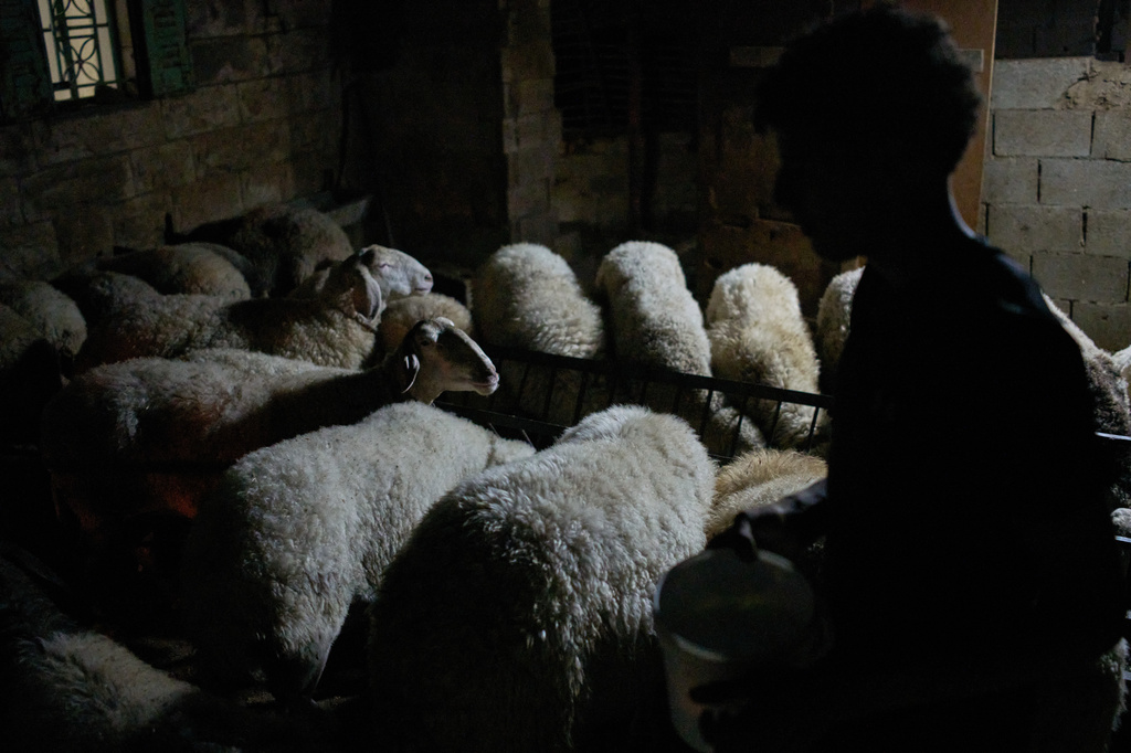 A Palestinian walks amid his herd after milking a ewe in the West Bank town of Sinjil, Monday, July 27, 2026, as members of his family stand outside their houses to help prevent Israeli settler attacks. (AP Photo/Leo Correa)