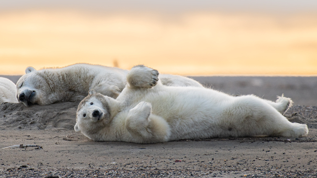This photo provided by Roger MacKertich shows polar bears lying on a barrier island Sept. 18, 2019, near Kaktovik, Alaska. (Photo by Roger MacKertich via AP)