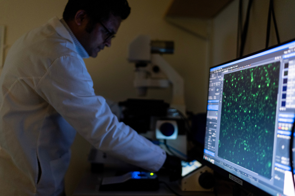 Dr. Sachin Surwase uses a microscope to view cells in the lab where he works on autoimmune research at Johns Hopkins University in Baltimore, Md., May 13, 2025. (AP Photo/David Goldman)