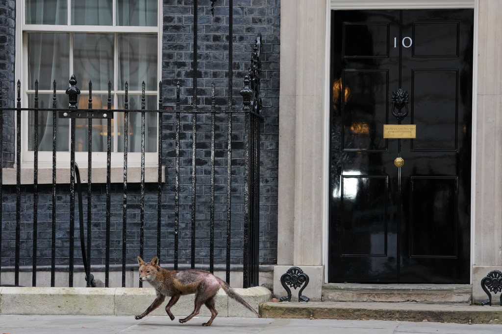 A fox runs past the 10 Downing Street door before Britain's Chancellor of the Exchequer Rachel Reeves leaves to deliver the Spring Statement in London, Tuesday, March 3, 2026.(AP Photo/Kin Cheung)
