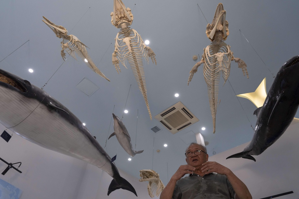 Wang Ding, the hydrobiological researcher who has led the protection of the endangered Yangtze finless porpoise, stands near specimens and skeletons of aquatic mammals at the Institute of Hydrobiology under the Chinese Academy of Sciences in Wuhan in central China's Hubei province on June 16, 2025. (AP Photo/Ng Han Guan)