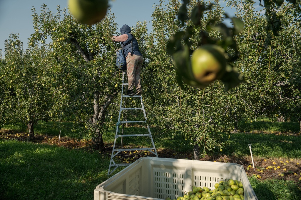 A worker harvests pears at an orchard in Naches, Wash., Thursday, Aug. 28, 2025. (AP Photo/Annika Hammerschlag)