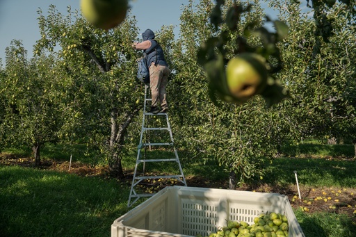 A worker harvests pears at an orchard in Naches, Wash., Thursday, Aug. 28, 2025. (AP Photo/Annika Hammerschlag) A worker harvests pears at an orchard in Naches, Wash., Thursday, Aug. 28, 2025. (AP Photo/Annika Hammerschlag)