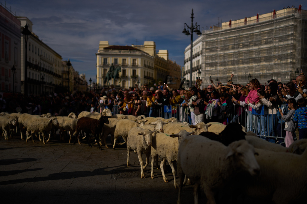 A herd of sheep are guided through central Madrid, Spain, as shepherds lead them through the streets in defense of ancient grazing and migration rights, in Madrid, Spain, Sunday, Oct. 19, 2025. (AP Photo/Manu Fernandez)