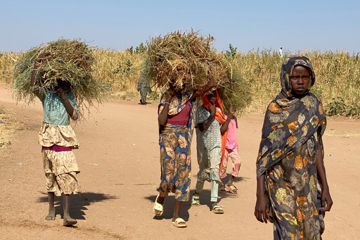 Displaced Sudanese who fled el-Fasher city, after Sudan's paramilitary forces killed hundreds of people in the western Darfur region, carry firewood at their camp in Tawila, Sudan, Thursday, Oct. 30, 2025. (AP Photo/Mohammed Abaker) Displaced Sudanese who fled el-Fasher city, after Sudan's paramilitary forces killed hundreds of people in the western Darfur region, carry firewood at their camp in Tawila, Sudan, Thursday, Oct. 30, 2025. (AP Photo/Mohammed Abaker)