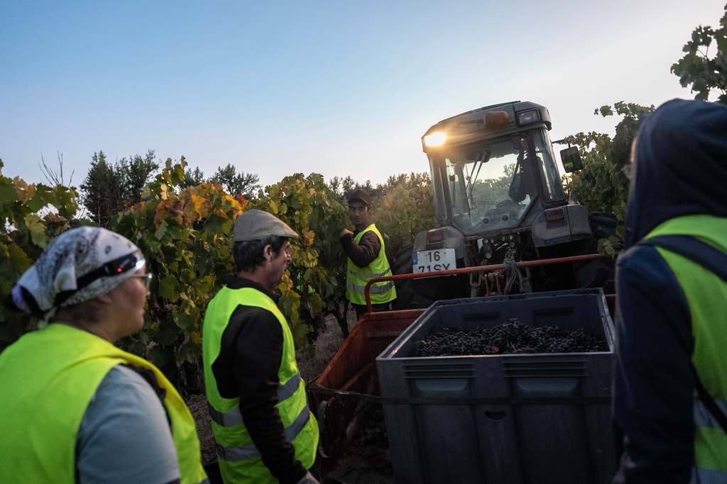 Workers prepare to leave the vineyard at daybreak after working through the night at the Herdade da Fonte Santa vineyard near Vimieiro, Portugal, Wednesday, Sept. 17, 2025. (AP Photo/Ana Brigida)