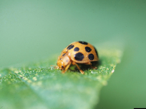 This 2010 image provided by Bugwood.org shows a squash beetle on a leaf. (Gerald Holmes/Strawberry Center/Cal Poly San Luis Obispo/Bugwood.org via AP) This 2010 image provided by Bugwood.org shows a squash beetle on a leaf. (Gerald Holmes/Strawberry Center/Cal Poly San Luis Obispo/Bugwood.org via AP)