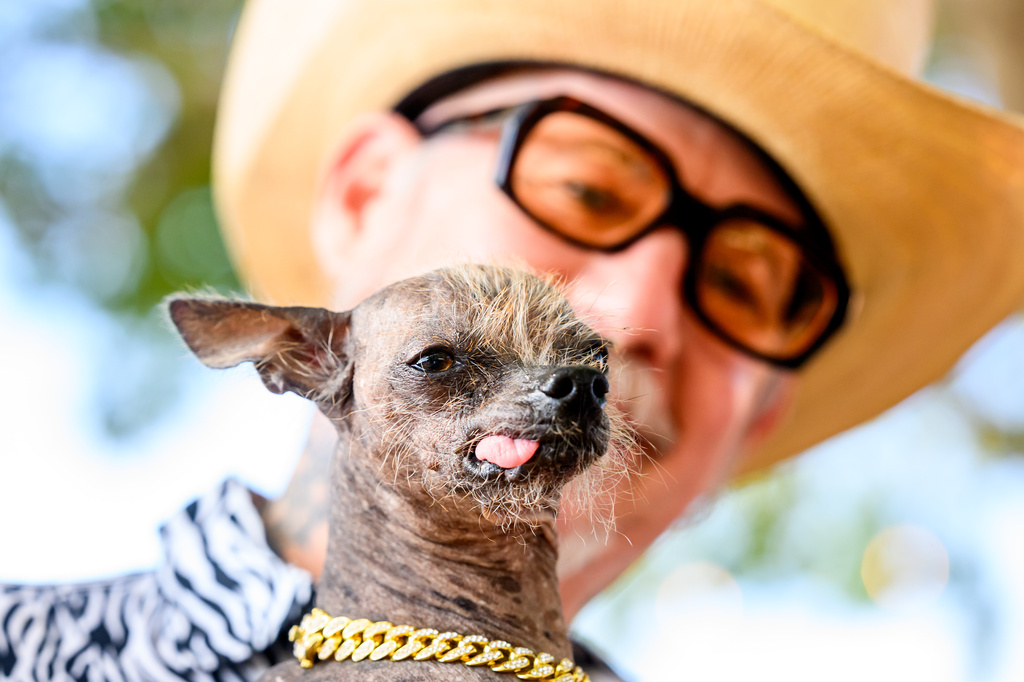 Held by owner Christopher Wonder, Little Prince prepares to compete in the World's Ugliest Dog Contest at the Sonoma County Fair in Santa Rosa, Calif., on Friday, Aug. 14, 2026. (AP Photo/Noah Berger)