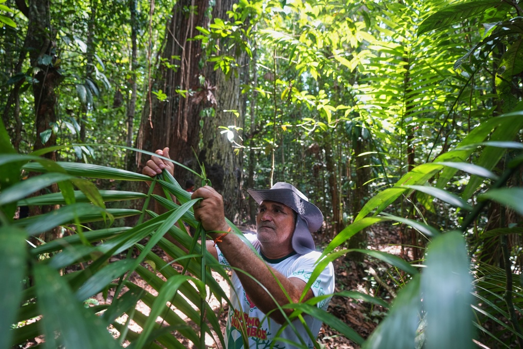 Edson Coelho broke a palm leaf to show as he makes a tool to be use to climb an acai tree at a quilombola, an Afro-descendant community called Menino Jesus in Acara, Brazil, Tuesday, Nov. 18, 2025. (AP Photo/Fernando Llano)