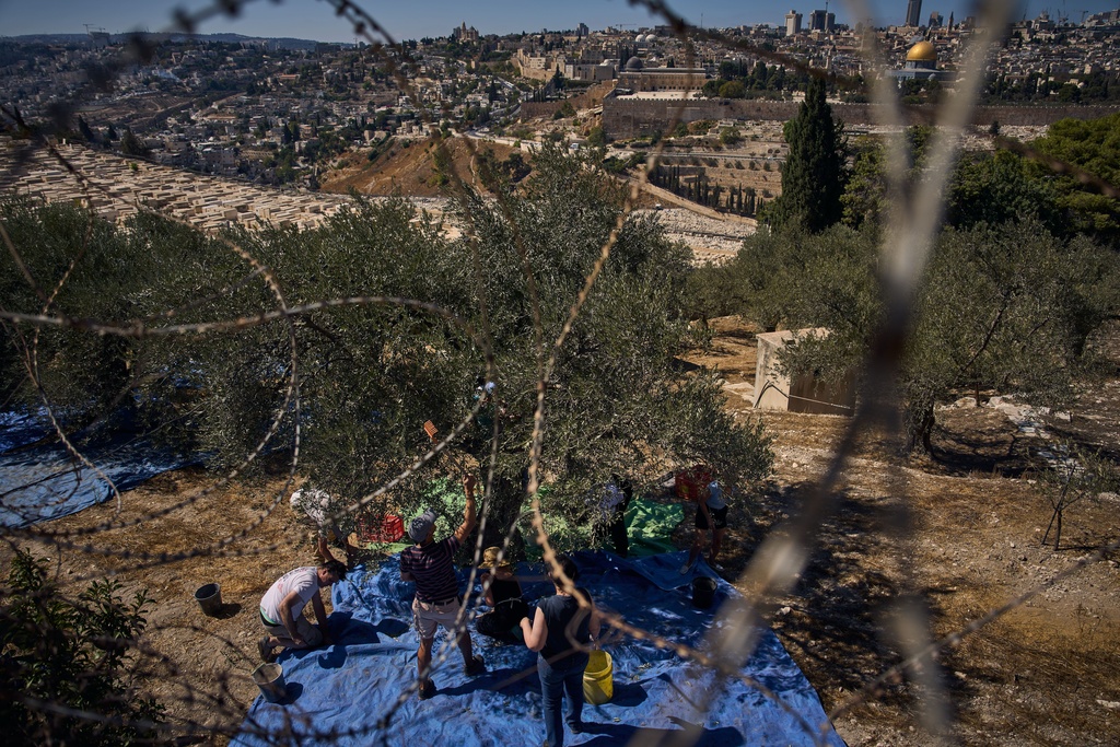 French volunteers harvest olives at the Benedictine monastery on top of the Mount of Olives overlooking Jerusalem's Old City, Saturday, Oct. 18, 2025. (AP Photo/Oded Balilty)